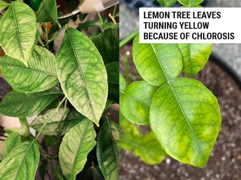Lemon Tree Leaves Turning Yellow Solutions That Actually Work World