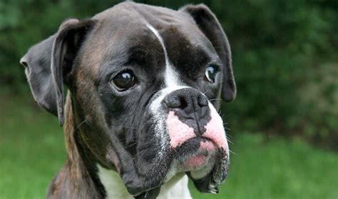 12 Realities New Boxer Owners Must Learn To Accept