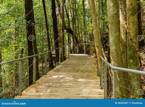 Raised Walkway Through Forest In Nsw Stock Image Image Of Landscape