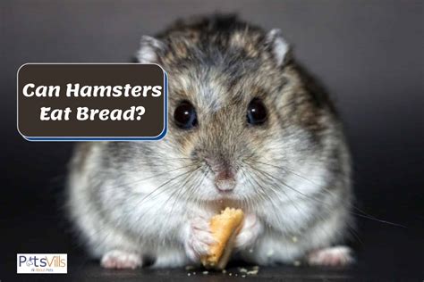 Can Hamsters Eat Bread [other Treats And Feeding Tips]