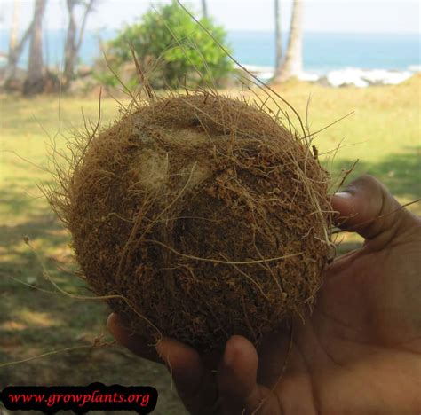 The main problem with the growing of a date palm is the specific requirements of the soil it is being planted in as it has one of the lowest seed germination rates. Coconut palm - How to grow & care