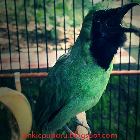 Untuk cara merawat burung cucak hijau dapat dilihat di posting sebelumnya. Cara beternak Cucak ijo yang benar agar bisa produk - On ...