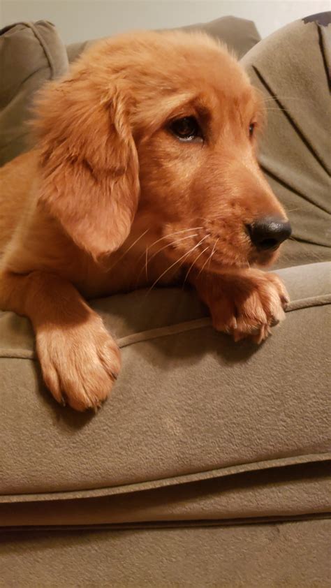 Royal golden retriever puppies is home to the world's finest golden retriever puppies. Golden Retriever Puppies For Sale | Emlenton, PA #302907