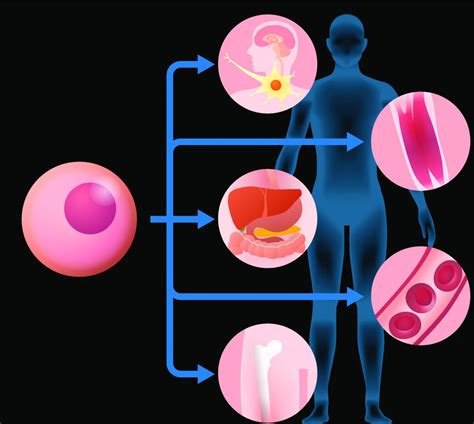 Stem Cell Therapy Longview Regeneration And Wellness Center