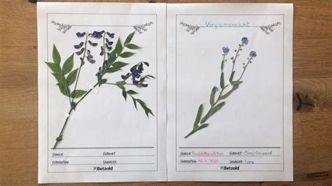 Check spelling or type a new query. Blattherbarium Herstellen : Faszination Herbarium Youtube ...