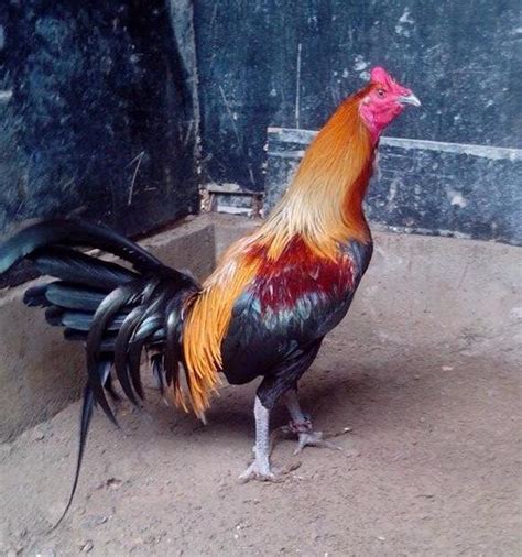 Peruvian Game Farm - Home