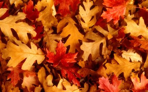 The Leafs In Autumn Are Red And Orange Wallpapers And Images