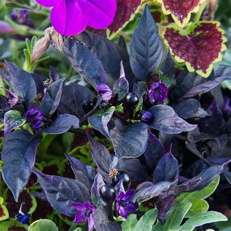 Purple flash ornamental peppers are striking with their coloration; Ornamental Pepper: Capsicum 'Purple Flash' | White flower ...
