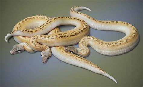 Ivory Blood Python Juveniles Vida Preciosa International Inc