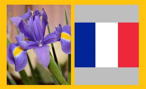 Know These National Flowers Of Different Countries