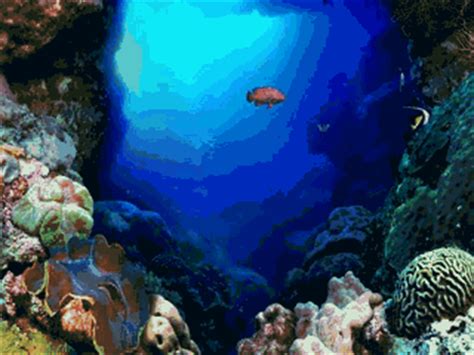 Fish live wallpaper is a live wallpaper where realistic fish swim in aquariums. FREE COOL SCREENSAVER: 3D Aquarium Screensaver