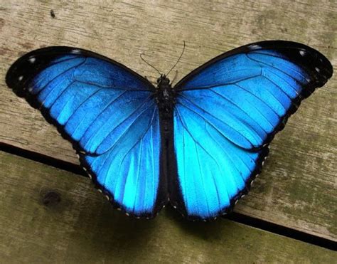 Male Blue Morpho Butterfly Pic 2 Biological Science Picture Directory