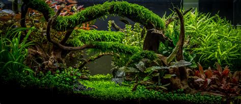Aquascape Awards Enchanted Forest By Tommy Vestlie Planted