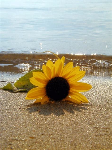 Sunflower On The Beach Sunflowers Sunflower Wallpaper Sunflower