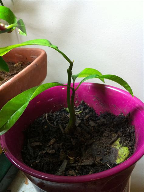 March 3, 2014 at 12:01 am. How to Grow a Mango Tree: 4 Steps (with Pictures)