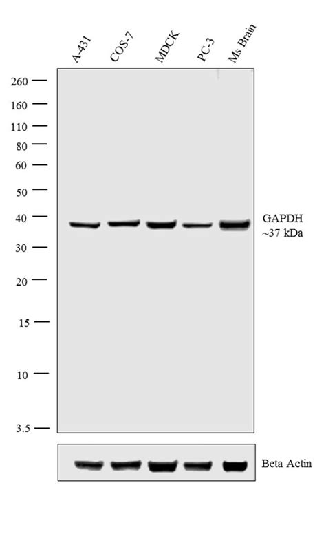 Gapdh Antibody Pa1 987