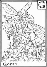 Fairies Fairy Gorse sketch template