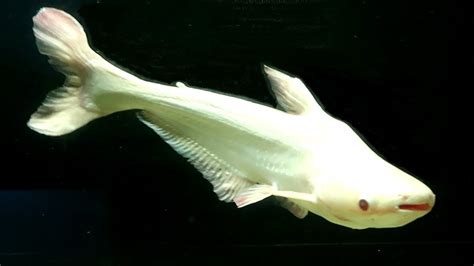 Albino Iridescent Shark Youtube