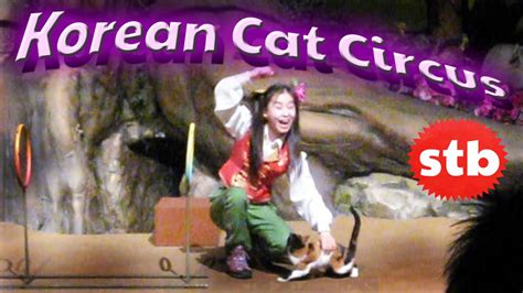 Korean Circus With Trained Cats Doing Tricks Solotravelblog Youtube