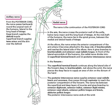 Nerve Supply Of The Upper Limb Musculoskeletal Key