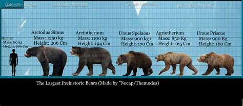 Cave Bear Size Comparison