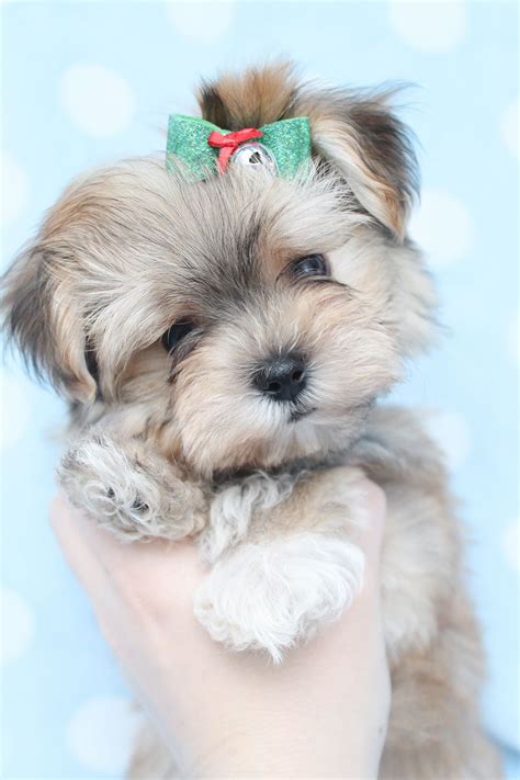 Beautiful little shichons ( bichon frise x shih tzu ) 2 boys are available. Adorable Morkie Puppy at TeaCups Puppies and Boutique ...