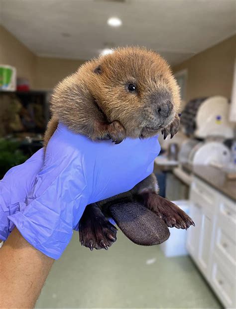 A Rescued Beaver