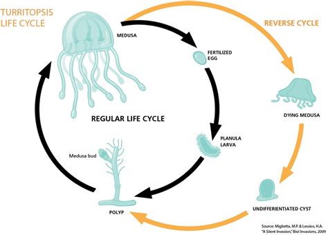 How Do Box Jellyfish Reproduce Box Jellyfish Life Cyc