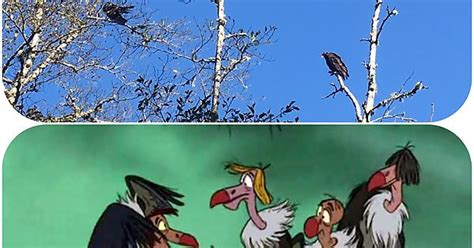 Jungle Book Vultures Spotted In Town Album On Imgur
