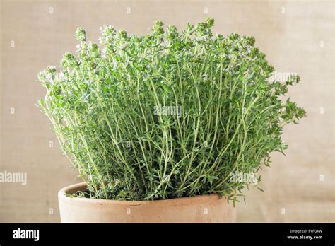 Common Thyme Plant In Pot Thymus Vulgaris Stock Photo Alamy