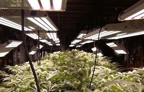 The electric sky 300 (es300) is green sunshine company's flagship led grow light. Are These Not-So-Cheap LED Grow Lights Even Worth The ...