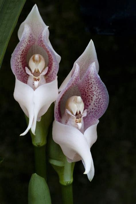 Beautiful Orchidee Beautiful Flowers Amazing Flowers Orchids