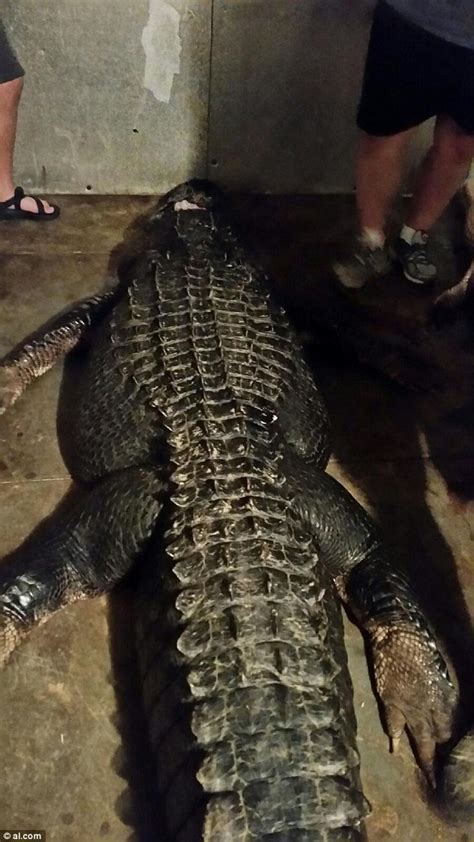 lake eufaula hunters pull 13 foot long alligator out of alabama lake daily mail online