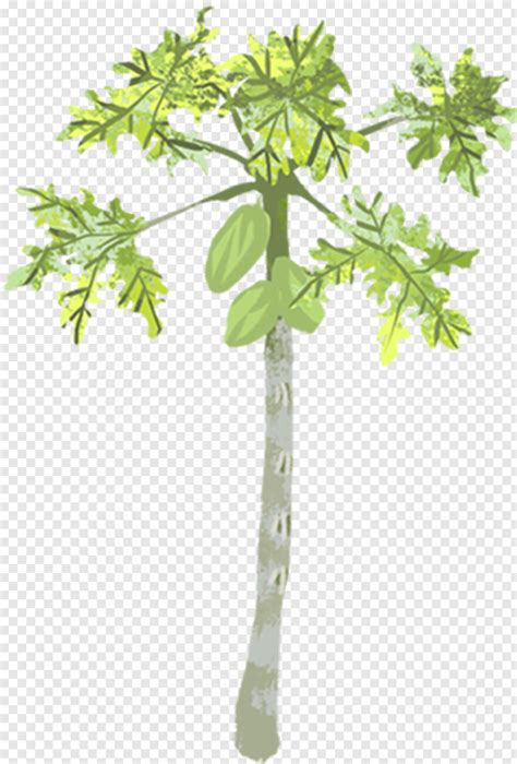 Papaya tree, papaya tree, decoration, beautiful png. Papaya - Papaya Tree Clipart Png, HD Png Download ...