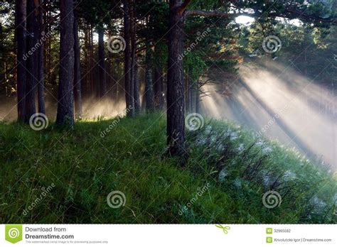 The Sun S Rays In A Pine Forest Stock Photo Image Of Mystery Pine