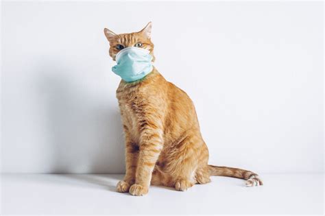 Can Cats Get Colds How To Spot Cat Cold Symptoms Trusted Since 1922