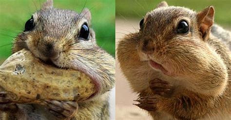 The Chipmunk Who Bit Off More Than He Could Chew Mirror Online