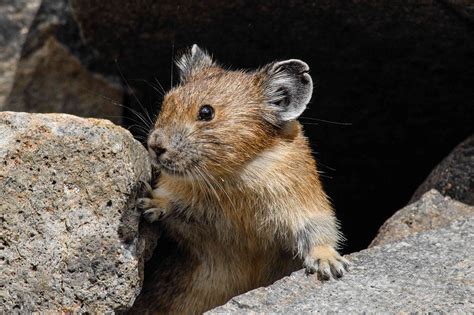 American Pika Is Resilient In Face Of Climate Change