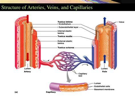Ppt Structure Of Blood Vessels Powerpoint Presentation Id776089