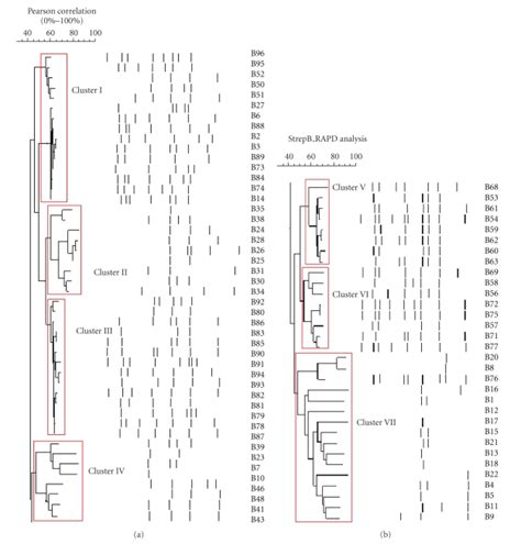 Dendrogram Of The Random Amplified Polymorphic Dna Rapd Analysis Of
