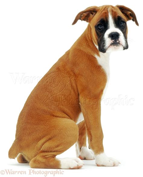 Dog Boxer Puppy Sitting Photo Wp01567