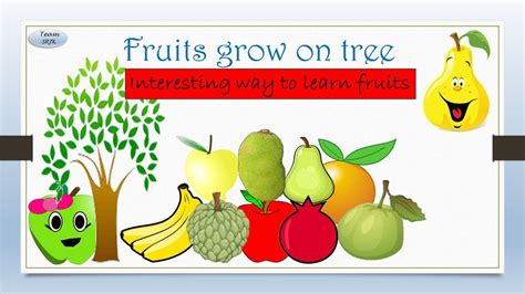 Learn Fruits Name That Grow On Trees For Children Youtube