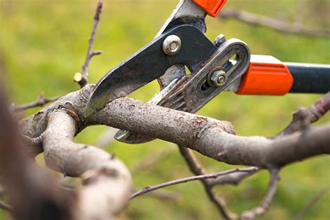 Tree Care 9 Benefits Of Routine Tree Trimming Arbortech Tree Service