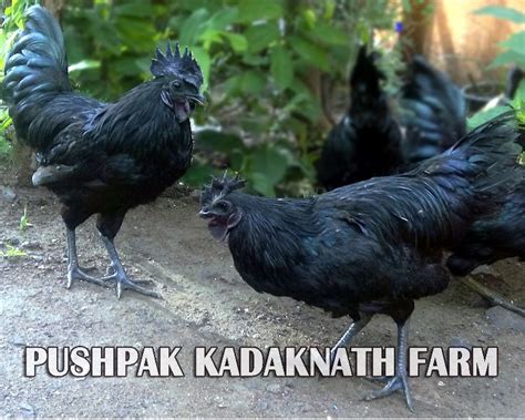 Kadaknath Black Meat Chicken At Best Price In Ahmednagar Pushpak Ayurdhan Farm