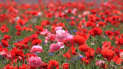 Poppies Field Summer Nature 4k Hd Wallpaper