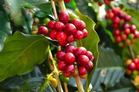 We did not find results for: Pests and Threats Challenging the Coffee Industry - Unleashed Software