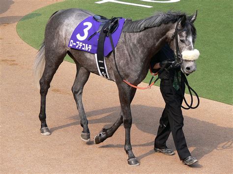 复 制 成 功 打 开 微 信. ローブデコルテ (競走馬) - Wikipedia