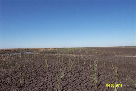 Ducks Unlimited Salt Bayou Vegetative Planting Stream Wetland Services