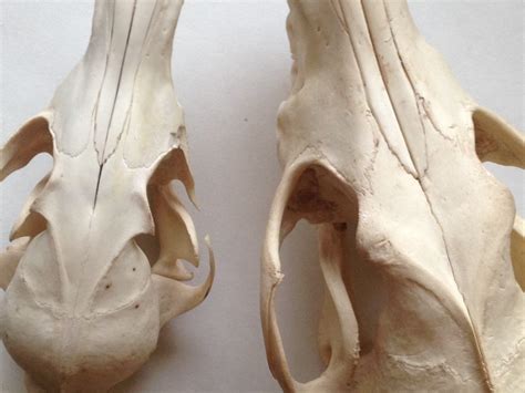 Determining The Difference Between Red Fox And Eastern Coyote Skulls