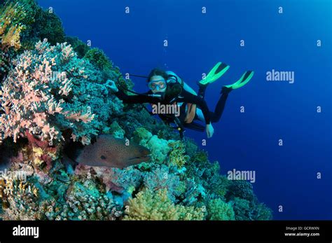 Female Scuba Diver At Giant Moray Gymnothorax Javanicus Shark